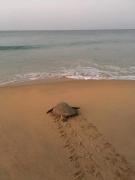 Sea castle beach homestay