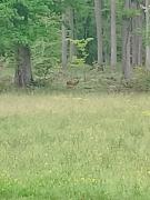Maison Forestière en Forêt de Tronçais