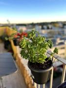 Top Montpellier Top Montpellier