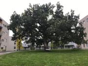 Ski VM i Trondheim 2025