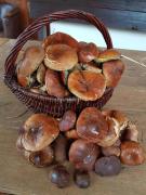 Top Ludwinów Top Ludwinów