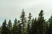 Top Hintersauerwald