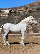 Top San Miguel de Abona