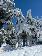 Top Shimla