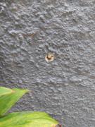 Casa de Praia com Piscina