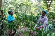 Top Madikeri