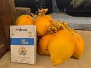 Frangipani Beach Villa