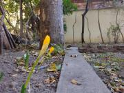 Central Charming Home with Garden near Parking and NDK