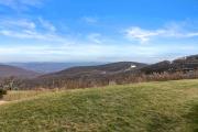 Top Wintergreen
