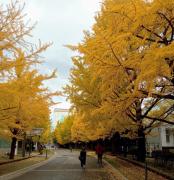 Top Sapporo