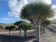 Top Las Palmas de Gran Canaria