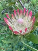 Arum farm style house -stunning indigenous garden