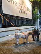 Palm Tree Villas Condominium by Beth