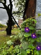 Domek na wsi kieleckiej