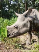 Kings jungle safari & Culture home stay