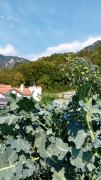Top Reichenau