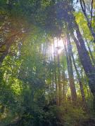 Top Voipire Top Voipire