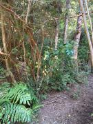 Top Voipire Top Voipire