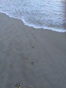 Paws and Pause at The Bay