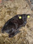 Top Sumiswald Top Sumiswald