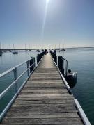 Paws and Pause at The Bay