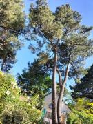 Maison à 50 M de la plage sous les pins