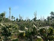 Top Buôn Bubơ Ðak Nông