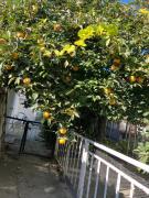 Studio Rayskata yabalka