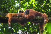 Top Bukit Lawang