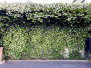 Top Spinea Top Spinea