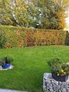 Top Nussdorf am Attersee