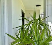 Mermaids Rest Awaits