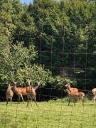 Top Loče pri Poljčanah