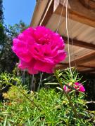 Top Surat Thani