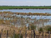 Maisonnette dans mas authentique avec piscine