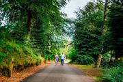 Top Birnam