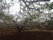 Trulli di Mastro Ciccio