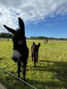 Top Frasnes-lez-Anvaing