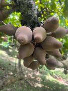 Top Horizonte Top Horizonte