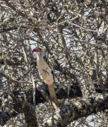 Top Karero Top Karero