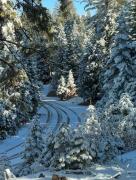 Top Shaver Lake