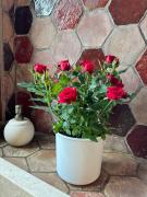 Top Ronciglione Top Ronciglione