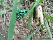 Cabañas con camping con tiendas de campaña Isla brava