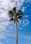 Top Estepona