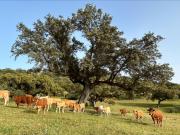 Top Jerez de los Caballeros