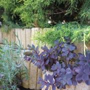 Top Békésszentandrás