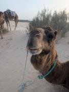 Camp Privé rêve de désert