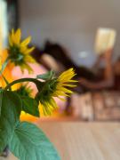 The Village Eco Stay Byron Bay