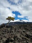 Top Melipeuco Top Melipeuco