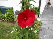 Top Uhldingen-Mühlhofen